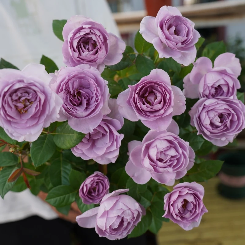 【蓝色风暴】浓香大花易养盆栽月季阳台月季庭院花卉多季节开花植物