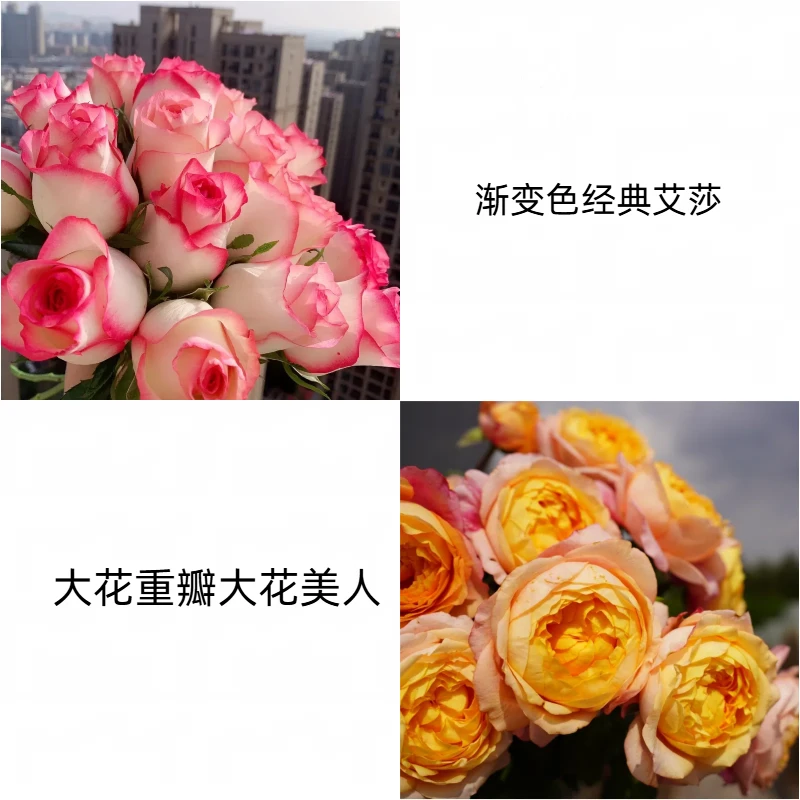 【艾莎+大花美人】新手易养盆栽月季阳台月季庭院花卉多季节开花