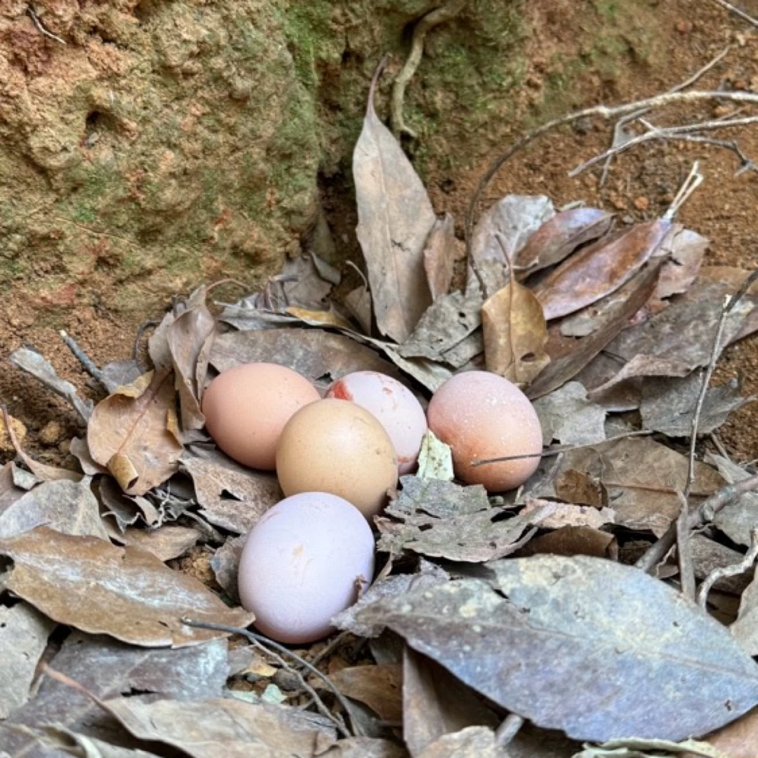 （40枚装）山上放养土鸡蛋五谷杂粮土鸡蛋散养蛋