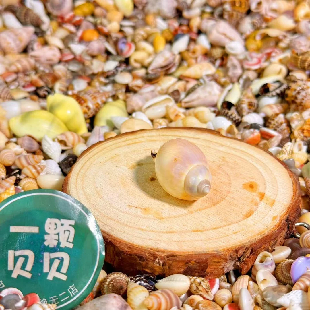 【一颗贝贝】【太阳蛋】天然贝壳鱼缸造景DIY手工制作材料装饰
