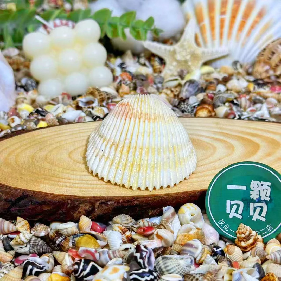 【一颗贝贝】粉色鸟尾贝天然海螺鱼缸造景DIY手工制作材料微景观
