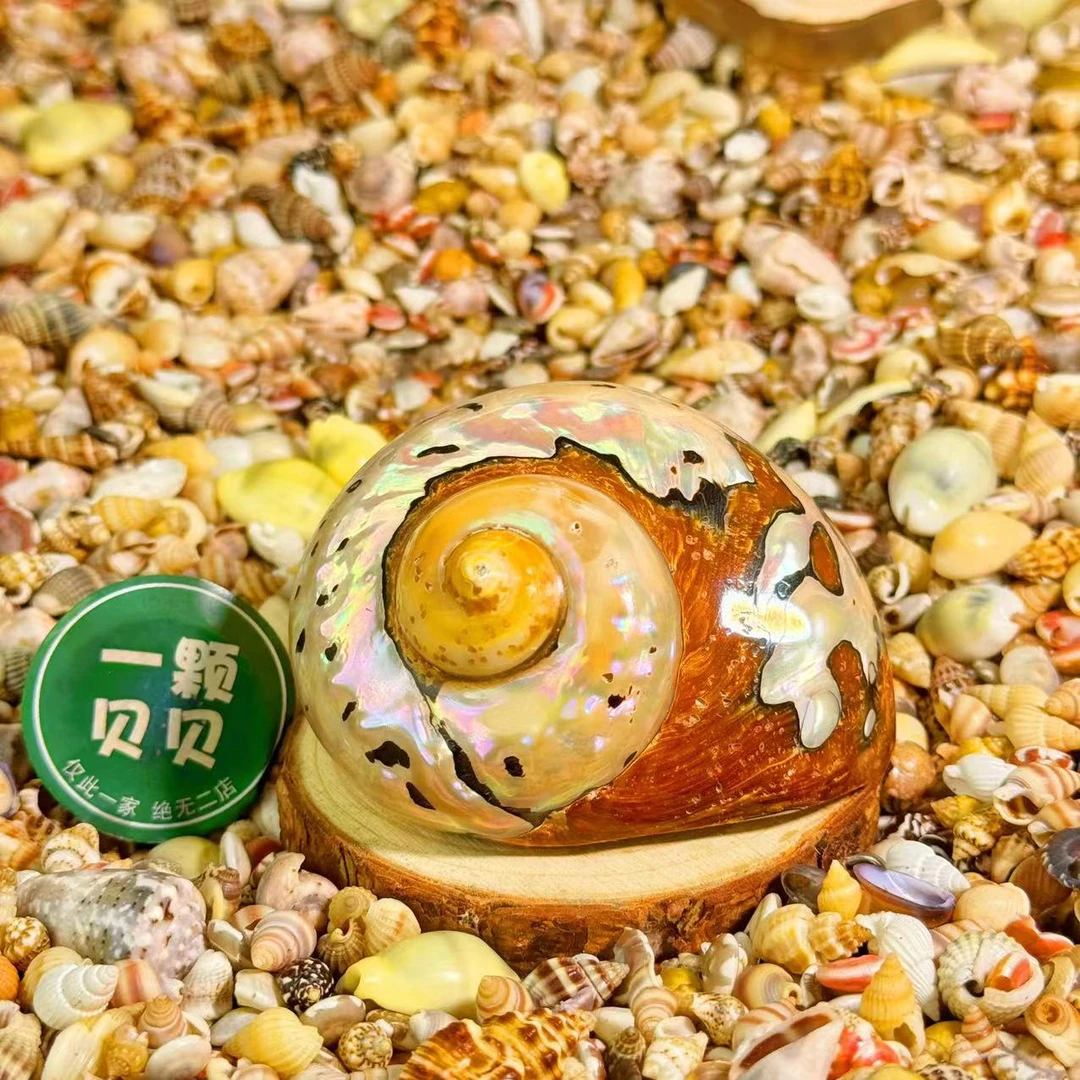 【一颗贝贝】【南非绒螺】天然贝壳鱼缸造景DIY手工制作材料装饰