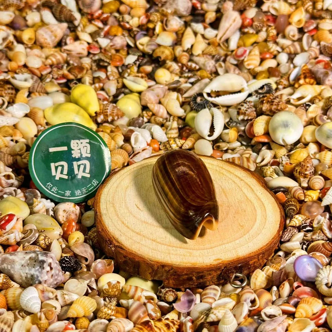 【一颗贝贝】【黑匪螺】天然贝壳鱼缸造景DIY手工制作材料装饰