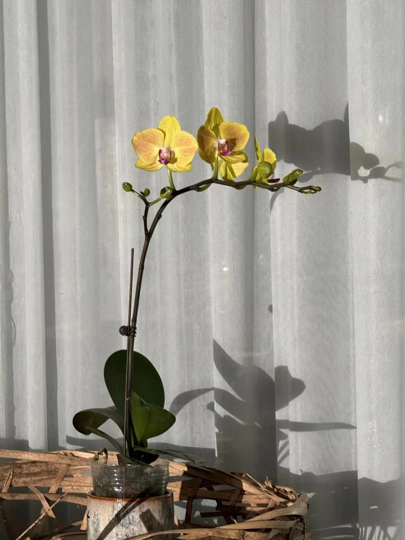 花遇你蝴蝶兰好吉利带花带花苞鲜花发货