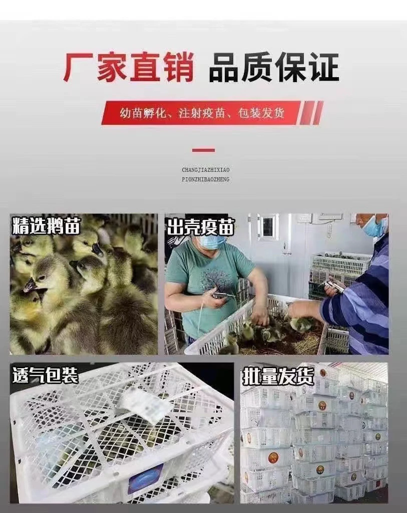 灰狮头鹅苗发货三两左右