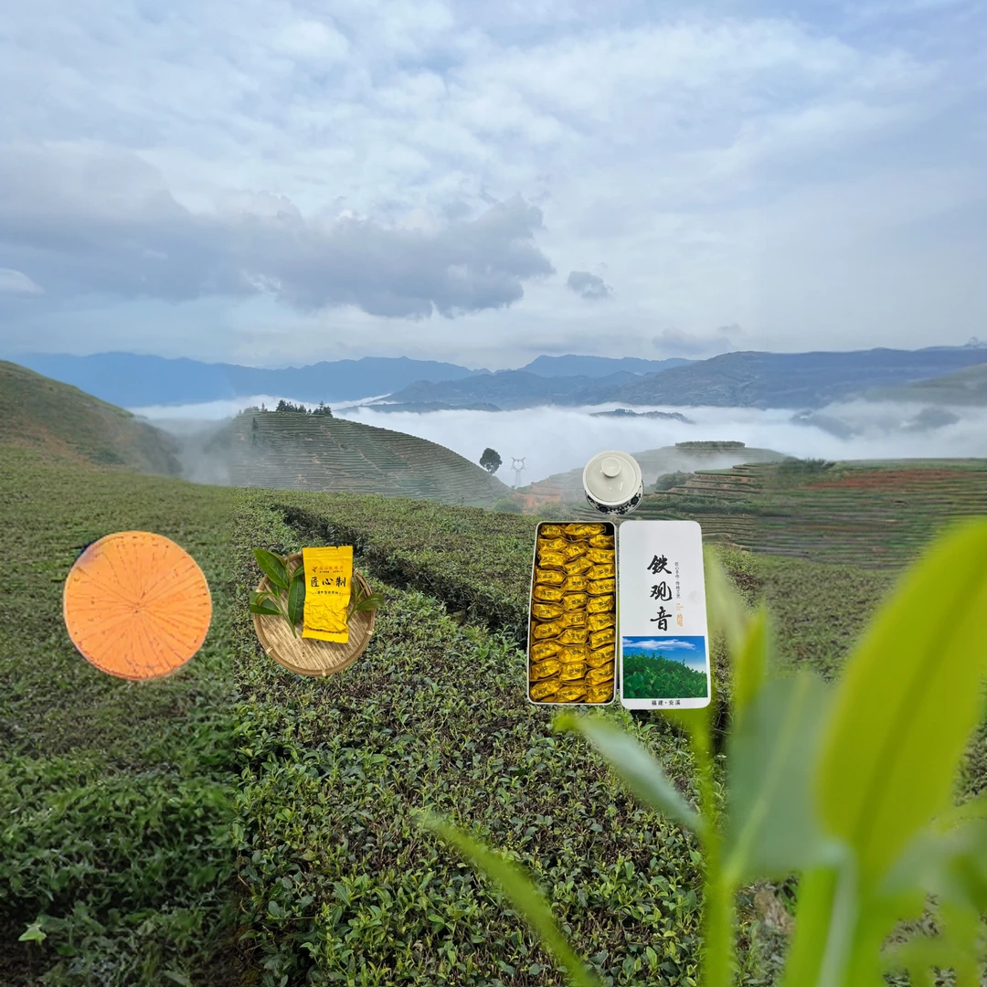 正宗安溪感德清香高山铁观音 茶农直销