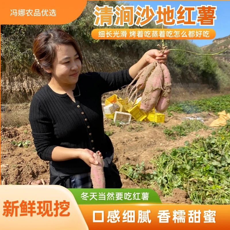 陕北榆林清涧新鲜现挖正宗沙地红薯 烤地瓜蒸煮烤红薯 香甜软糯