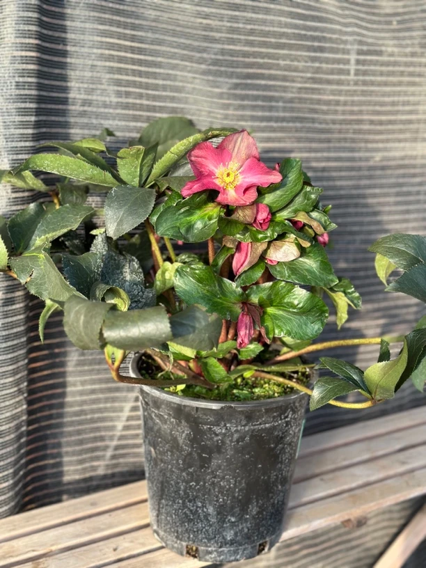 伯爵两加仑铁筷子圣诞玫瑰冬季开花花期长