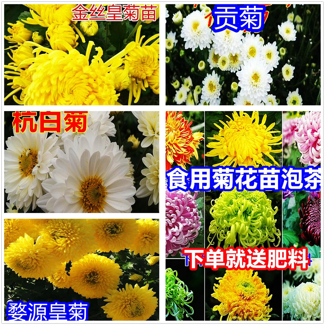 食用菊花苗可泡茶夏季清凉去火金丝皇菊黄山贡菊杭白菊四季种植