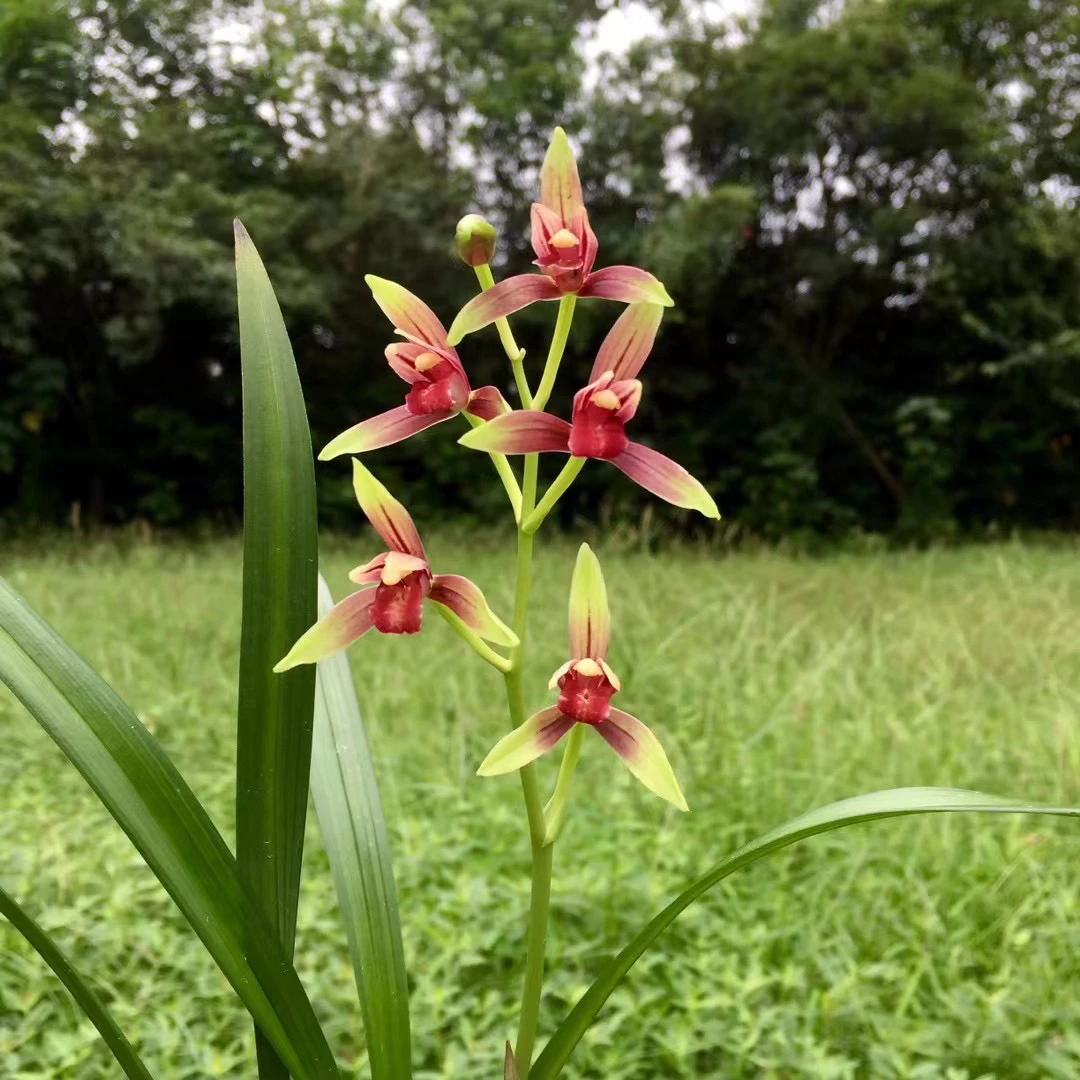 国魂-建兰经典之花