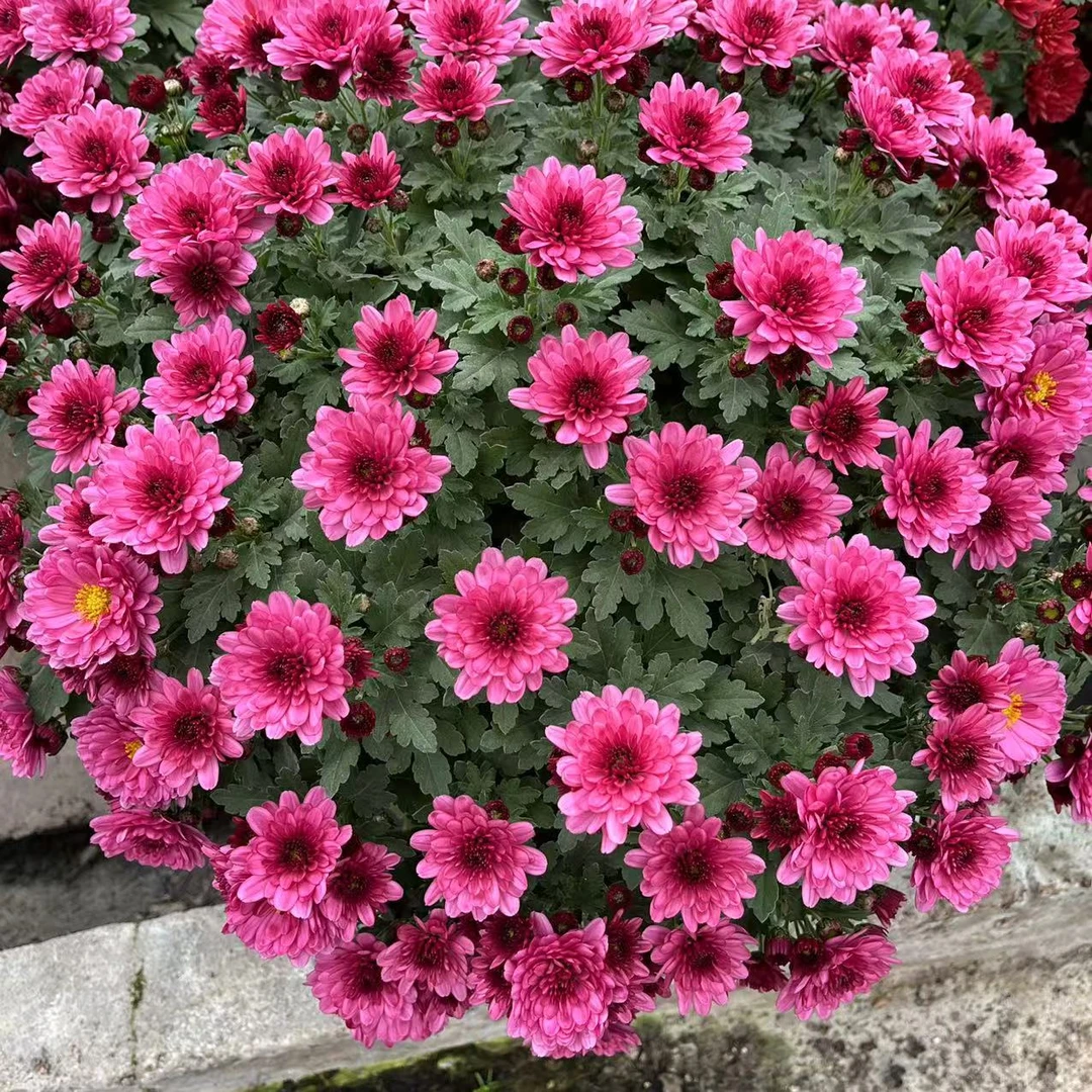 千头菊种植基地 带加仑盆 带花 带花苞 原盆原土基地直发