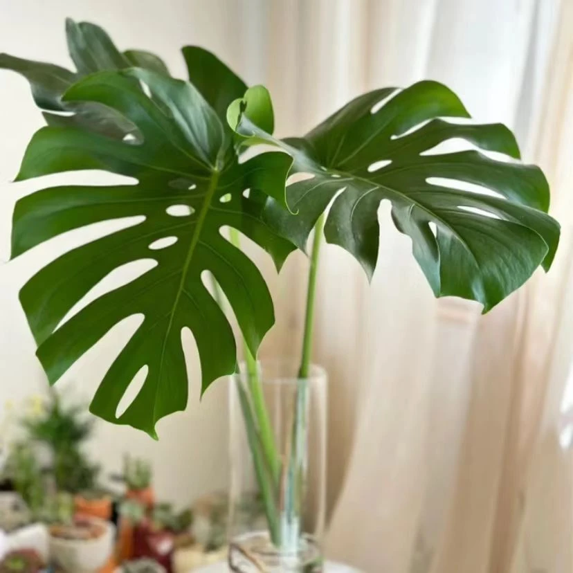 龟背竹老桩水培绿植办公室客厅阳台四季常大型开背植物