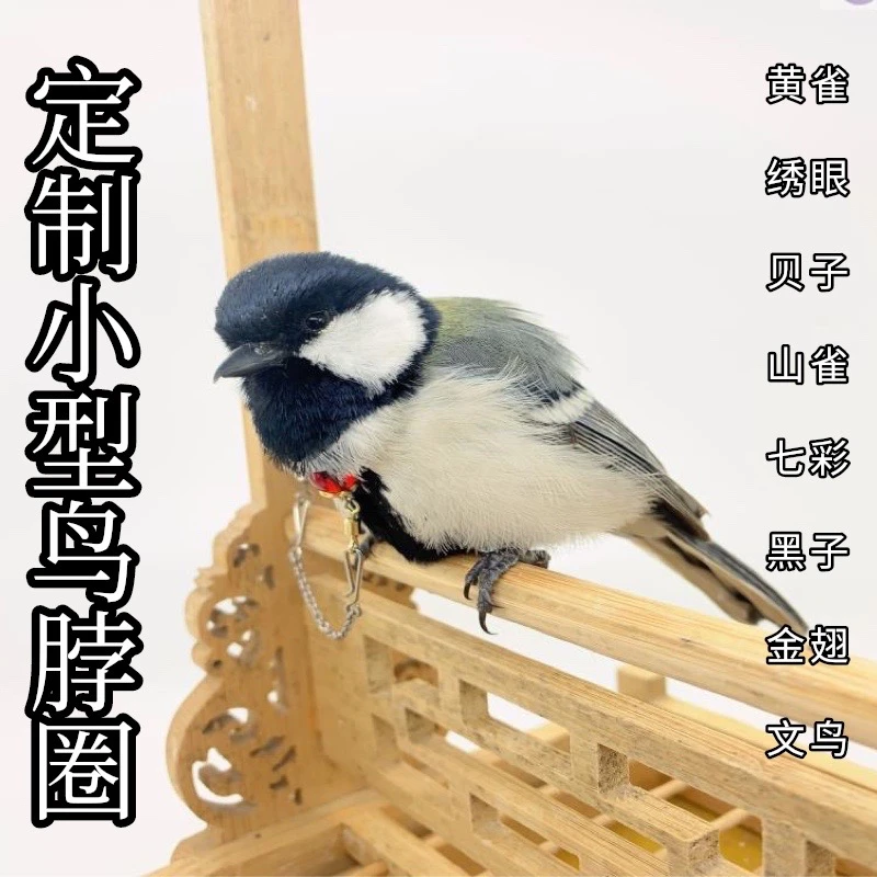 大山雀贝子雀黄脖套栓鸟链子不锈钢鹦鹉脖圈绣眼文鸟小型鸟类脖套