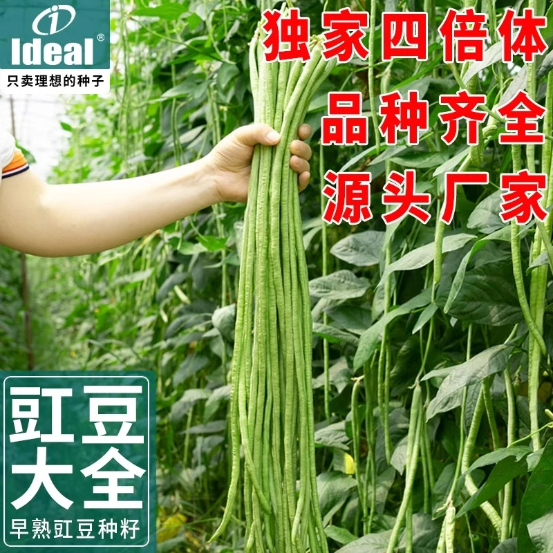 IDEAL豇豆种子长豆角种籽芸豆春秋高产豆角架豆种孑大全蔬菜种