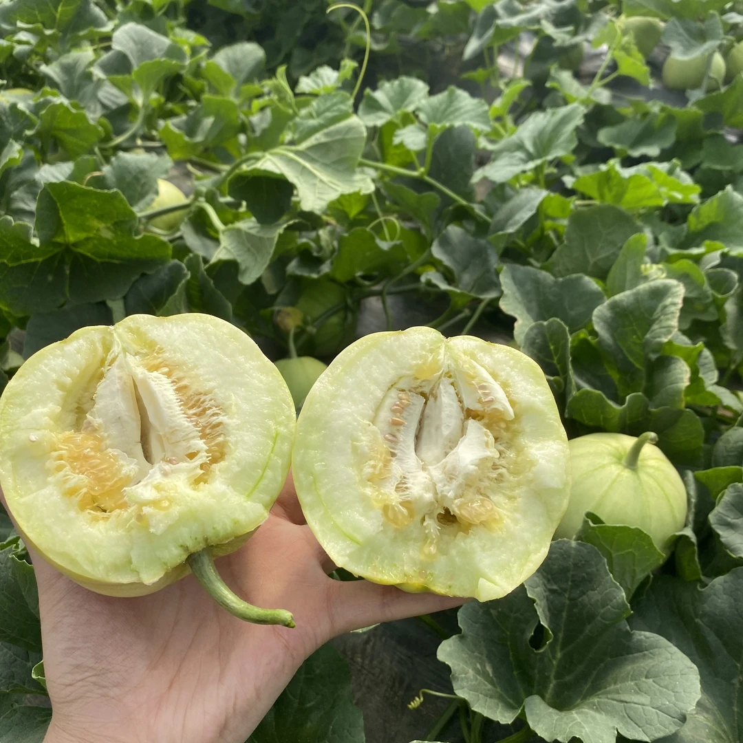 马连庄甜瓜口口爆汁皮薄肉厚现摘现发净重4.5斤装