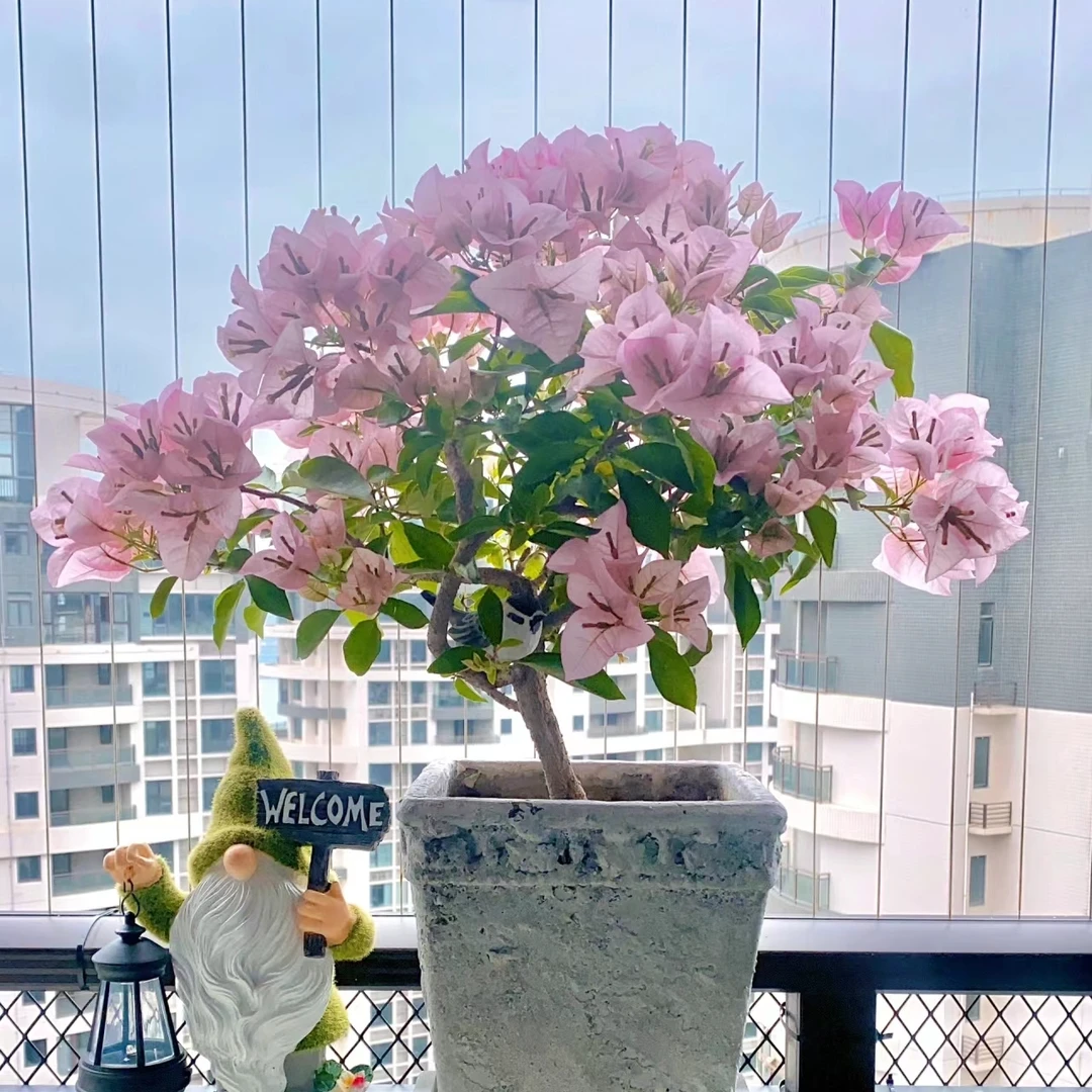 粉天使三角梅花卉绿植