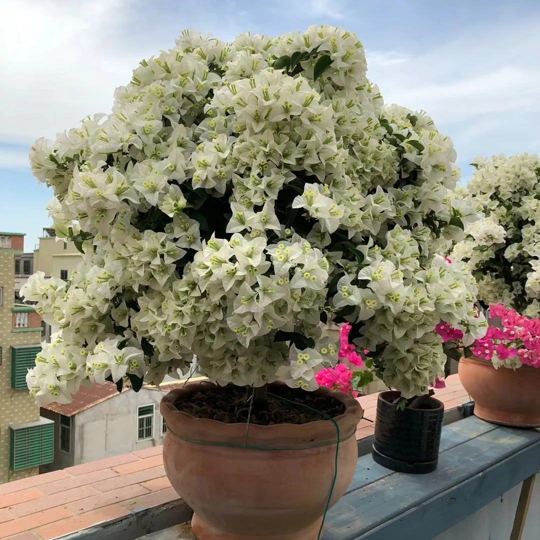 白雪公主三角梅花卉绿植