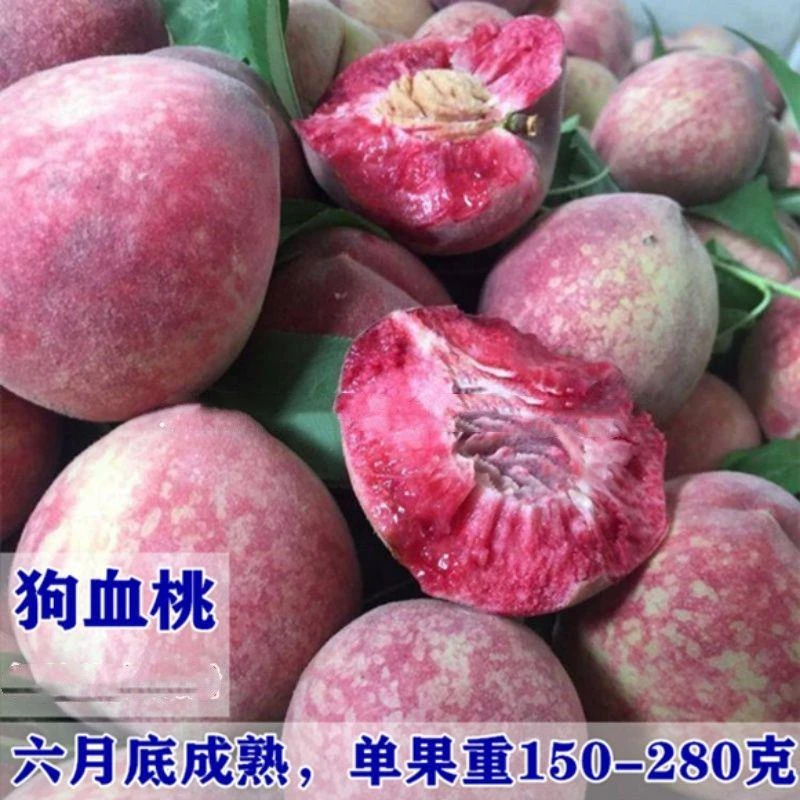 老品种血桃树苗嫁接狗血桃苗早熟红肉离核南方北方种植果树苗地栽