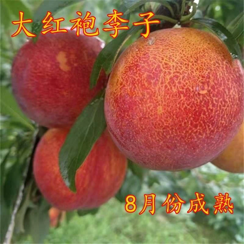 晚熟大红袍李子树苗果大离核嫁接李子苗南北方种植易活高产果树苗