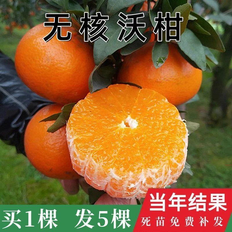 正宗嫁接新品种沃柑树苗091无核沃柑橘子苗盆栽地栽结果苗桔子苗