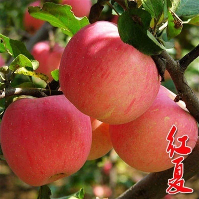 新品种红夏苹果苗当年结果红色之爱苹果树苗南北种植苹果树