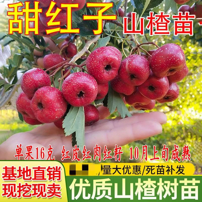 甜红子山楂树苗歪把子山楂嫁接苗大五棱山楂苗南北方种植当年结果