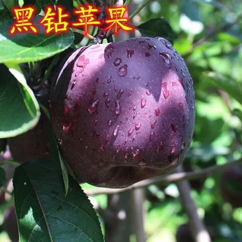 黑钻苹果树苗嫁接特大新品种苹果苗盆栽地栽南方北方种植当年结果