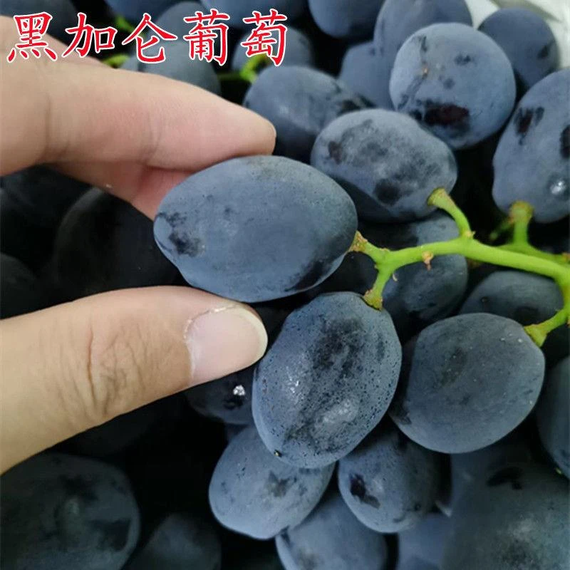 黑加仑葡萄苗 新品种 南方种植 盆栽 地载北方种植 果树苗