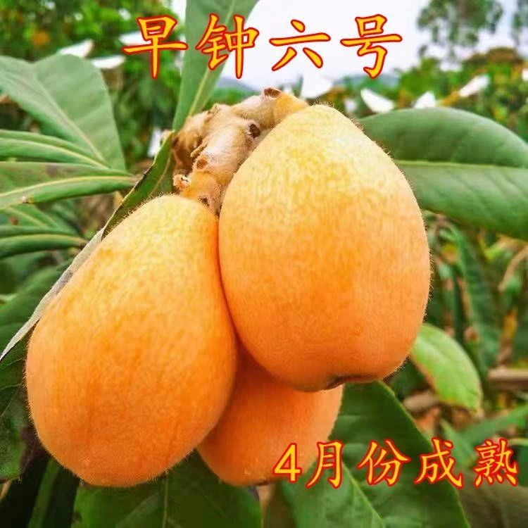 早钟六号枇杷苗 早熟品种苗嫁接大五星枇杷树苗 庭院盆栽当年结果