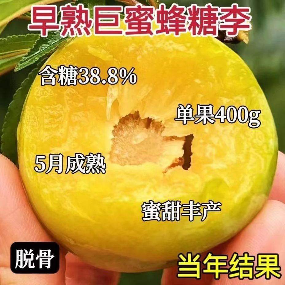 李子树苗特大蜂糖李大果脱骨耐寒耐旱盆栽地栽南北方种植当年结果