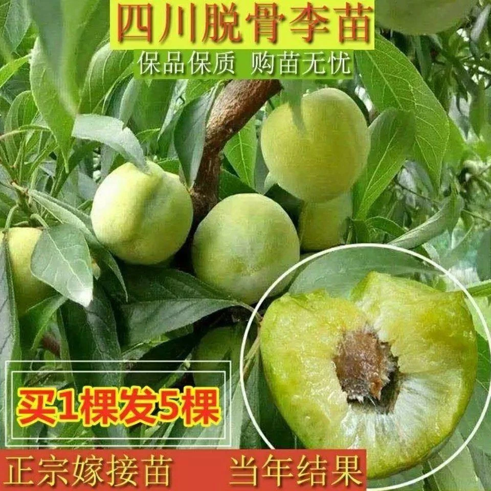 四川晚熟青脆李树苗脱骨李子树苗嫁接李子苗脆李苗李子树脆李树苗