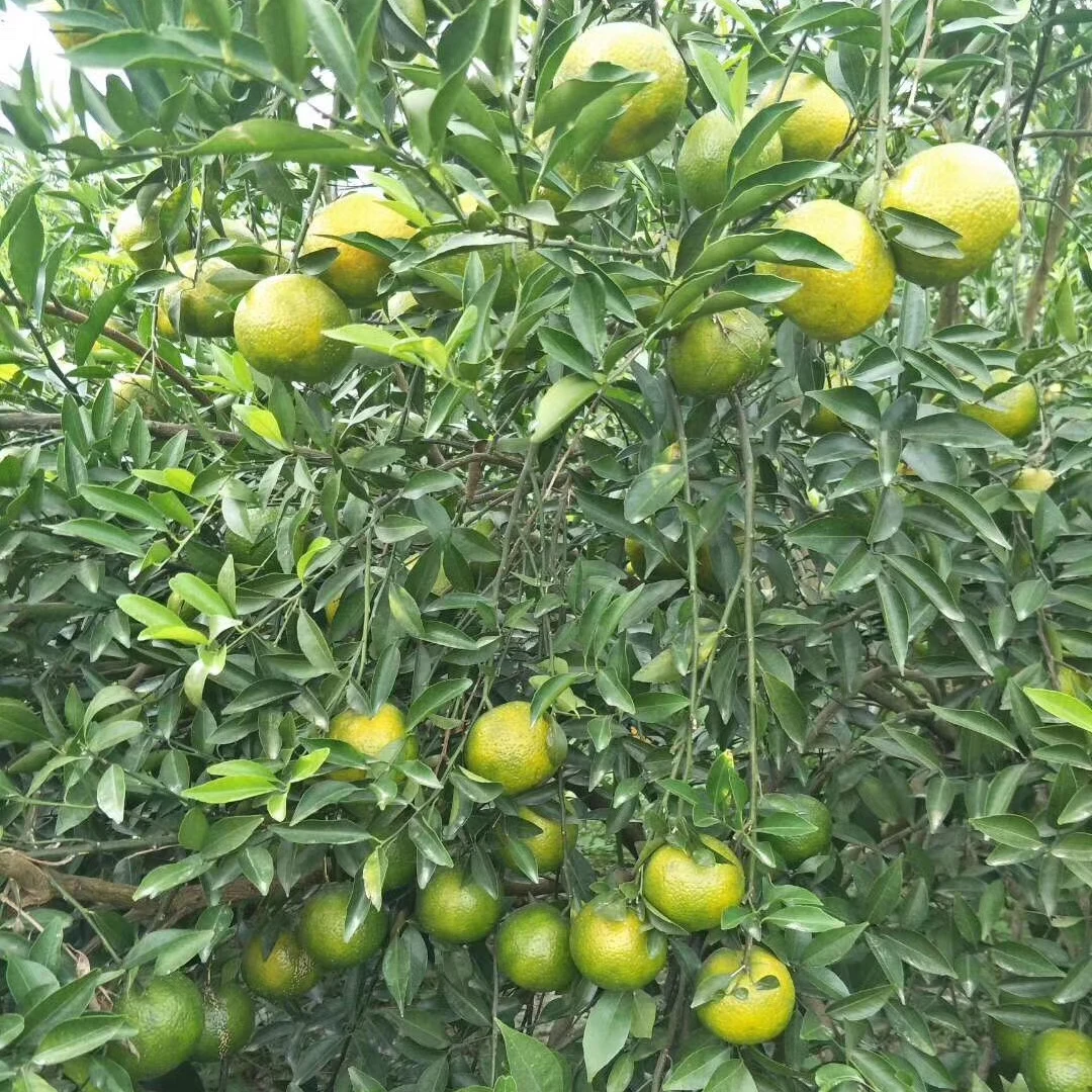 【新会陈皮】放漏专用链接 只做正宗新会陈皮 每一单都是优惠价