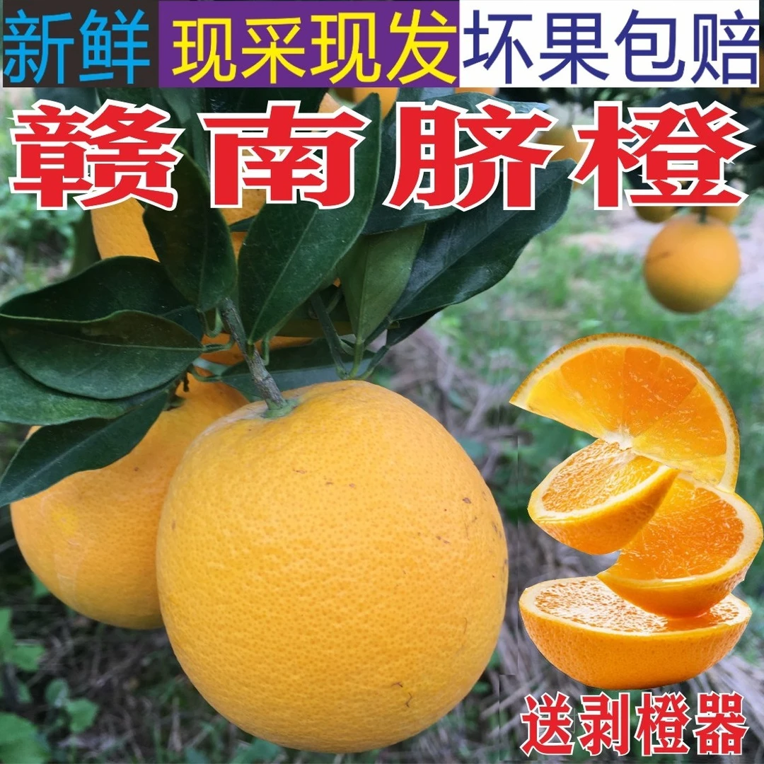 江西安远赣南脐橙新鲜橙子果园产地直发果冻橙桔子果冻橙含箱5斤