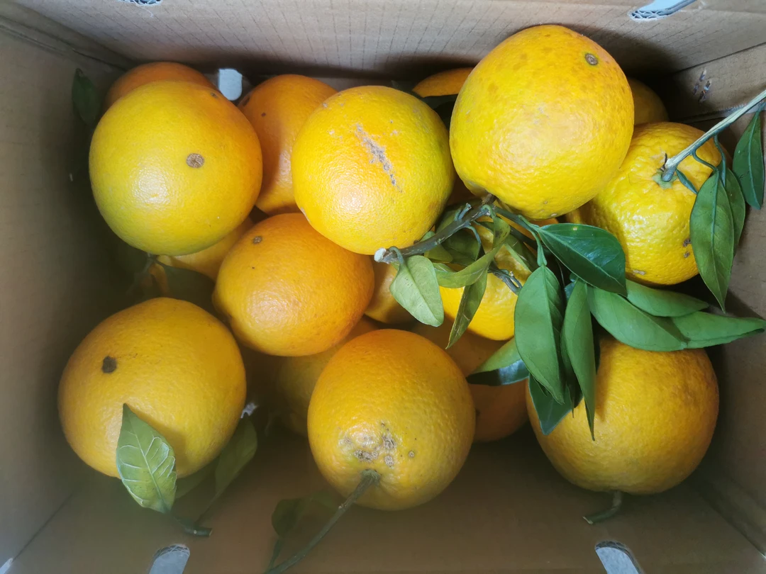 赣南脐橙有疤果溃疡果大中小随机装九省包不做任何售后 含箱10斤