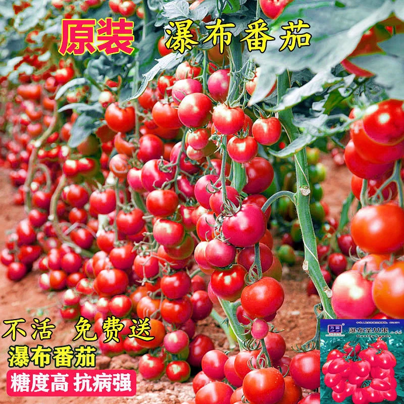 小番茄种子高产瀑布樱桃番茄种子圣女果种子庭院盆栽水果蔬菜种子