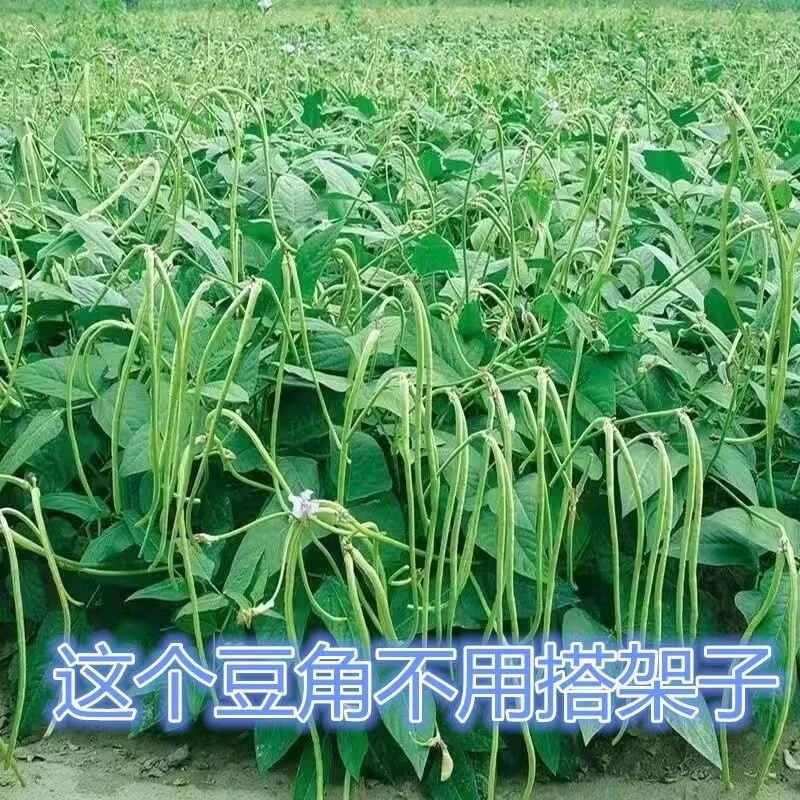 摘不败无架长豆角种子蔬菜种籽四季播种长豇豆不用搭架子的长豆角