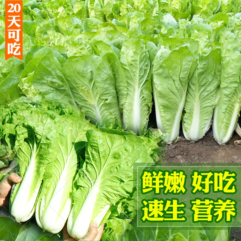 【速生快菜种子】25天早熟奶油快菜白菜种籽阳台种春夏四季蔬菜种子