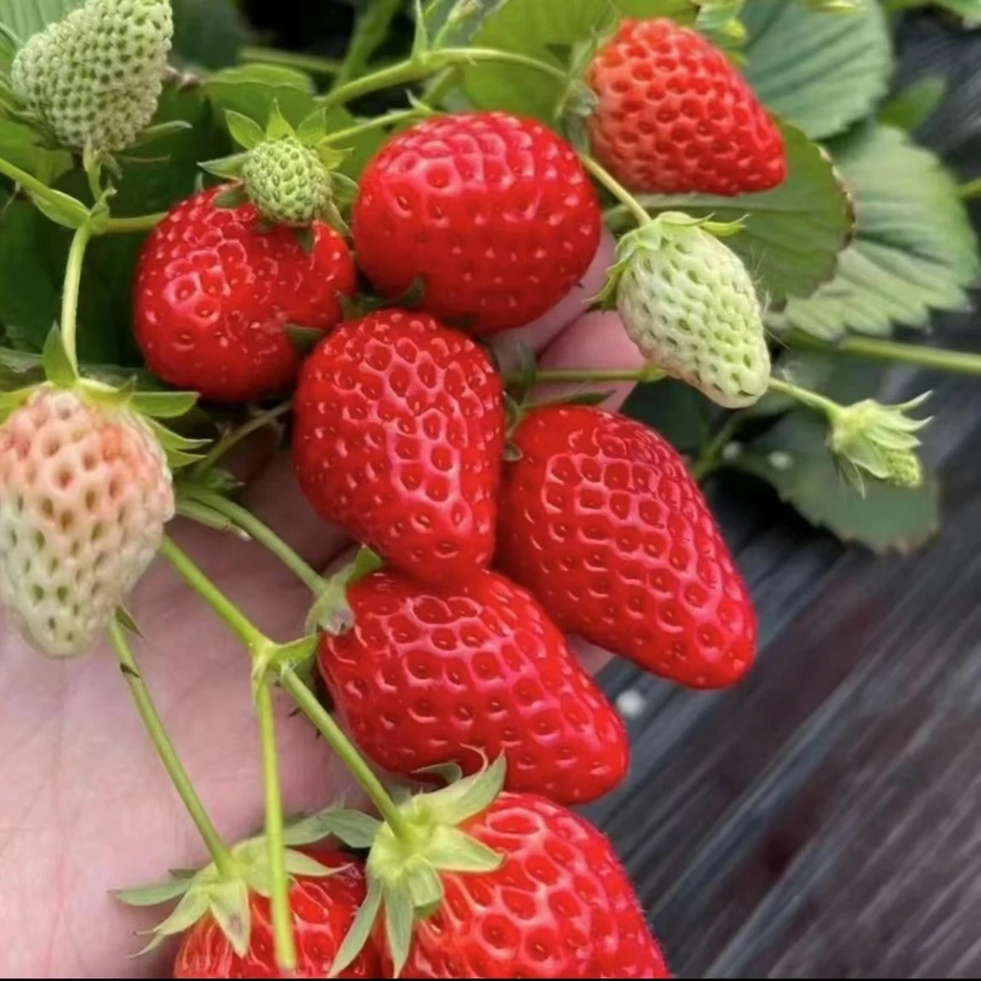 【9.99元6棵】草莓苗奶油草莓苗四季结果草莓秧苗盆栽地栽阳台种