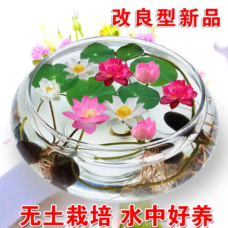 【水培荷花种子】碗莲睡莲无土莲花盆栽家庭水培养生水莲花四季开花