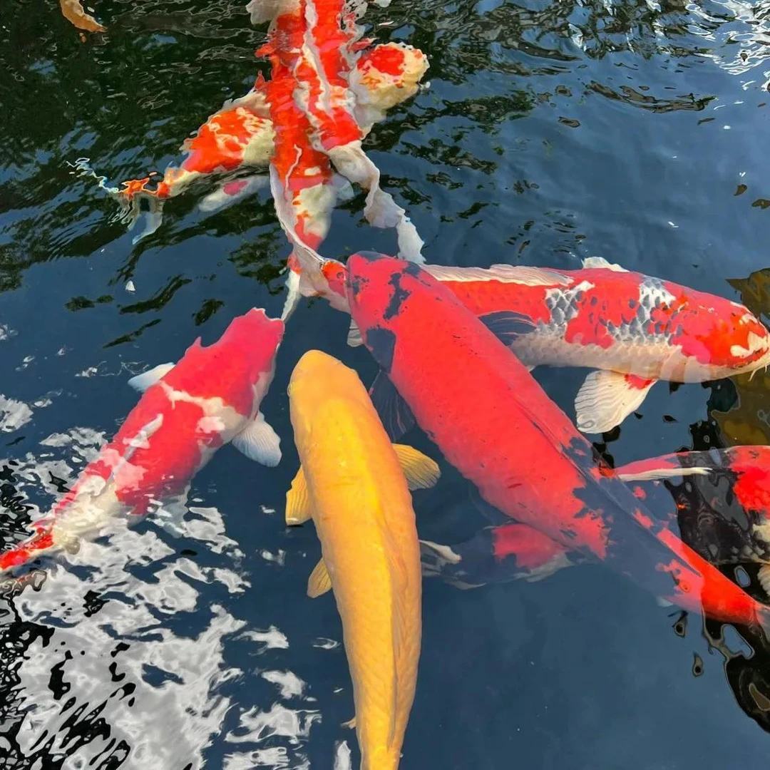 2号纯种锦鲤大正红白冷水观赏鱼淡水鱼好养耐活组合精品现货速发