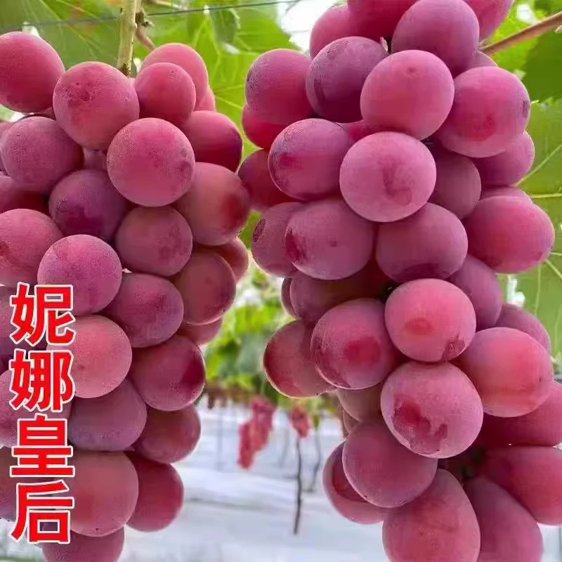 【妮娜皇后】SS+新鲜葡萄 无籽红提  包邮  3斤