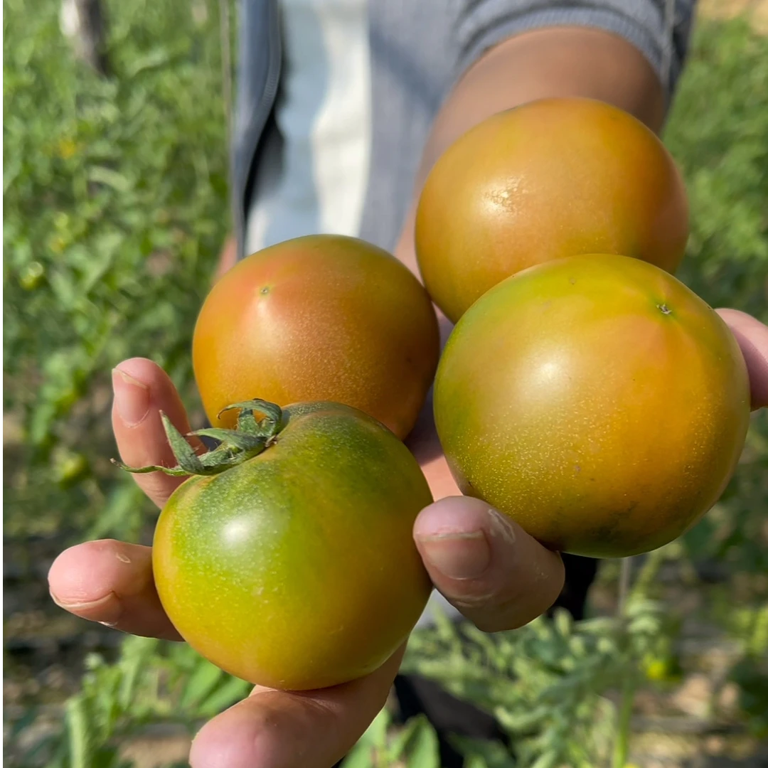 【4斤精品混果】碱地柿子水果番茄草莓柿子铁皮柿子绿腚现摘西红柿