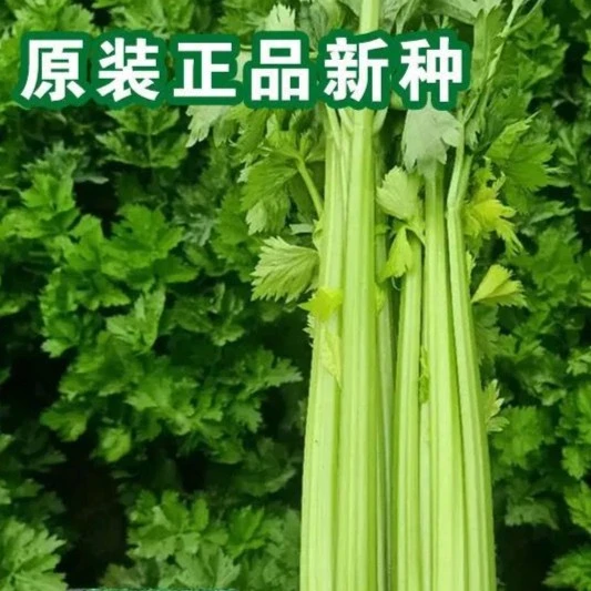 西芹种子少纤维香芹清香玻璃脆芹菜种籽实心四季播种本地蔬菜种子