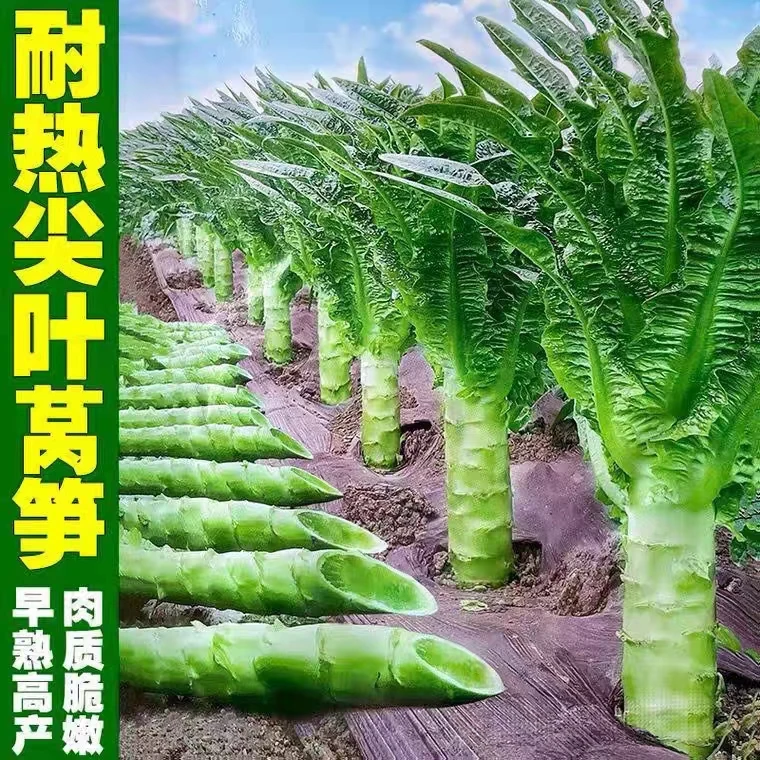 青莴笋种籽莴苣种子四季耐热耐寒香莴笋种子绿肉四季白尖叶莴笋籽