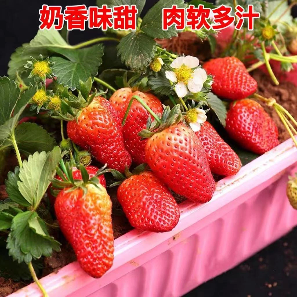 红草莓种子好养易种阳台庭院盆栽奶油草莓播种简单四季蔬菜水果籽