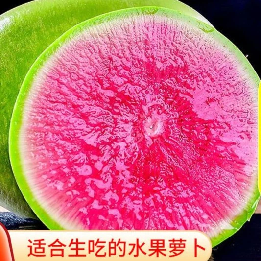 心里美萝卜种子绿皮红心萝卜满堂红胭脂水果萝卜生吃泡菜蔬菜种植