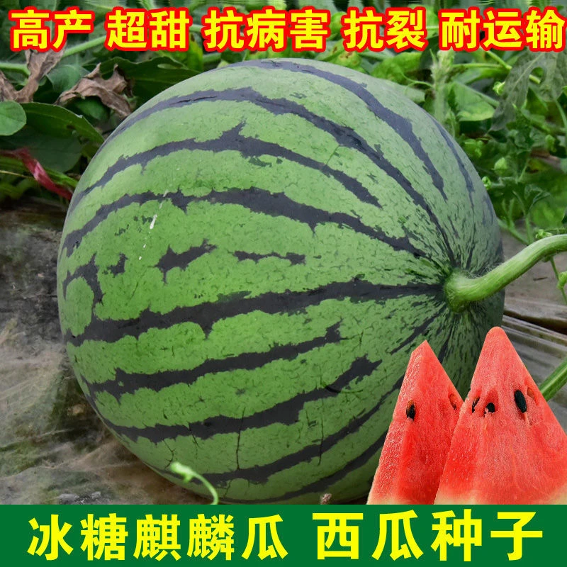 麒麟西瓜种子香甜多汁薄皮冰糖麒麟瓜播种生长收获稀爪南方水果籽
