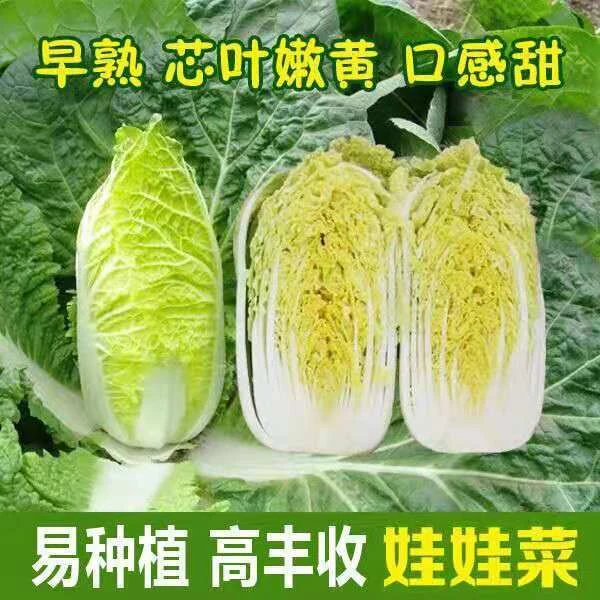 【娃娃菜种子】白菜黄心菜种子早熟四季播农家庭院小白菜籽蔬菜种孑