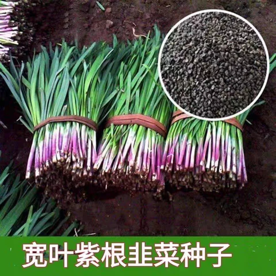 紫根韭菜种子大叶韭菜种籽割茬多次易种蔬菜四季青菜阳台盆栽韭菜
