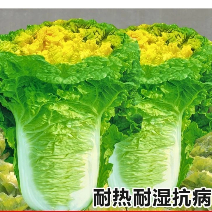 黄芽大白菜种子徐州北京小杂白菜蔬菜秋播青麻叶籽紫白菜黄芽菜籽
